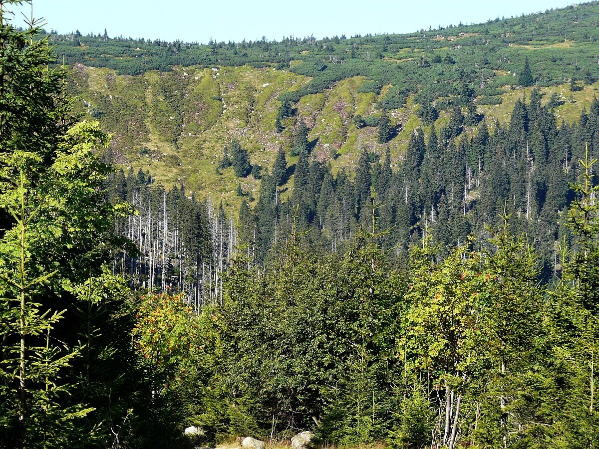 Sokolnik / Sokolník