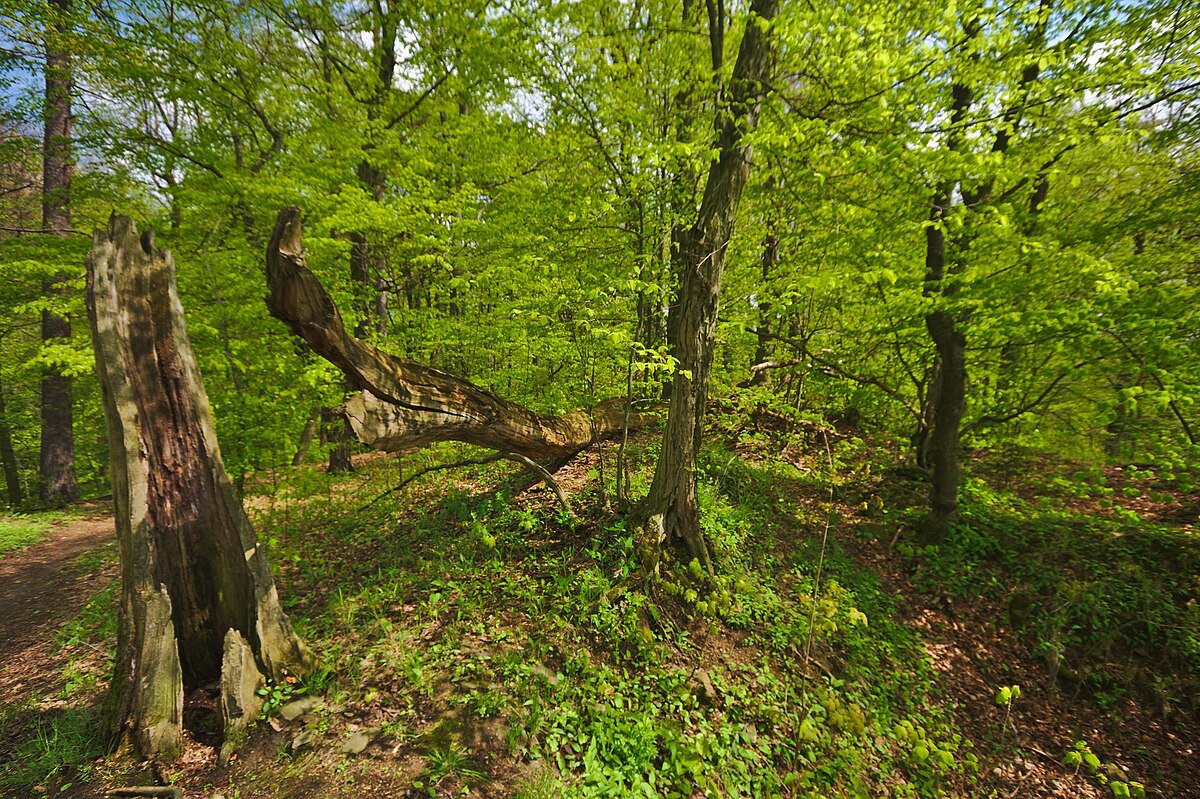 Zřícenina hradu Svrčov