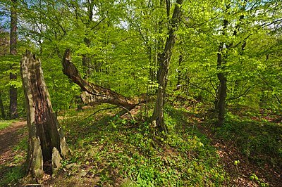 Zřícenina hradu Svrčov