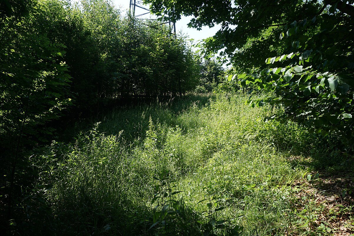 Zřícenina hradu Boršov