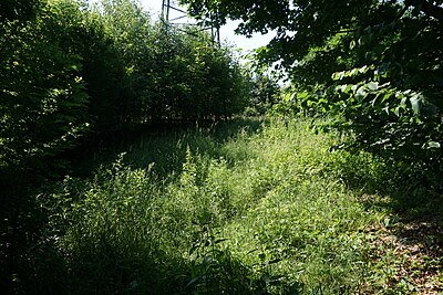 Zřícenina hradu Boršov