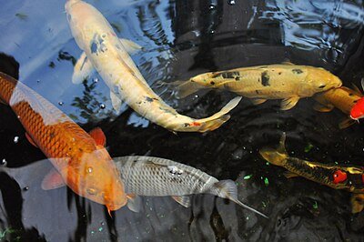 Vodní park Čabárna