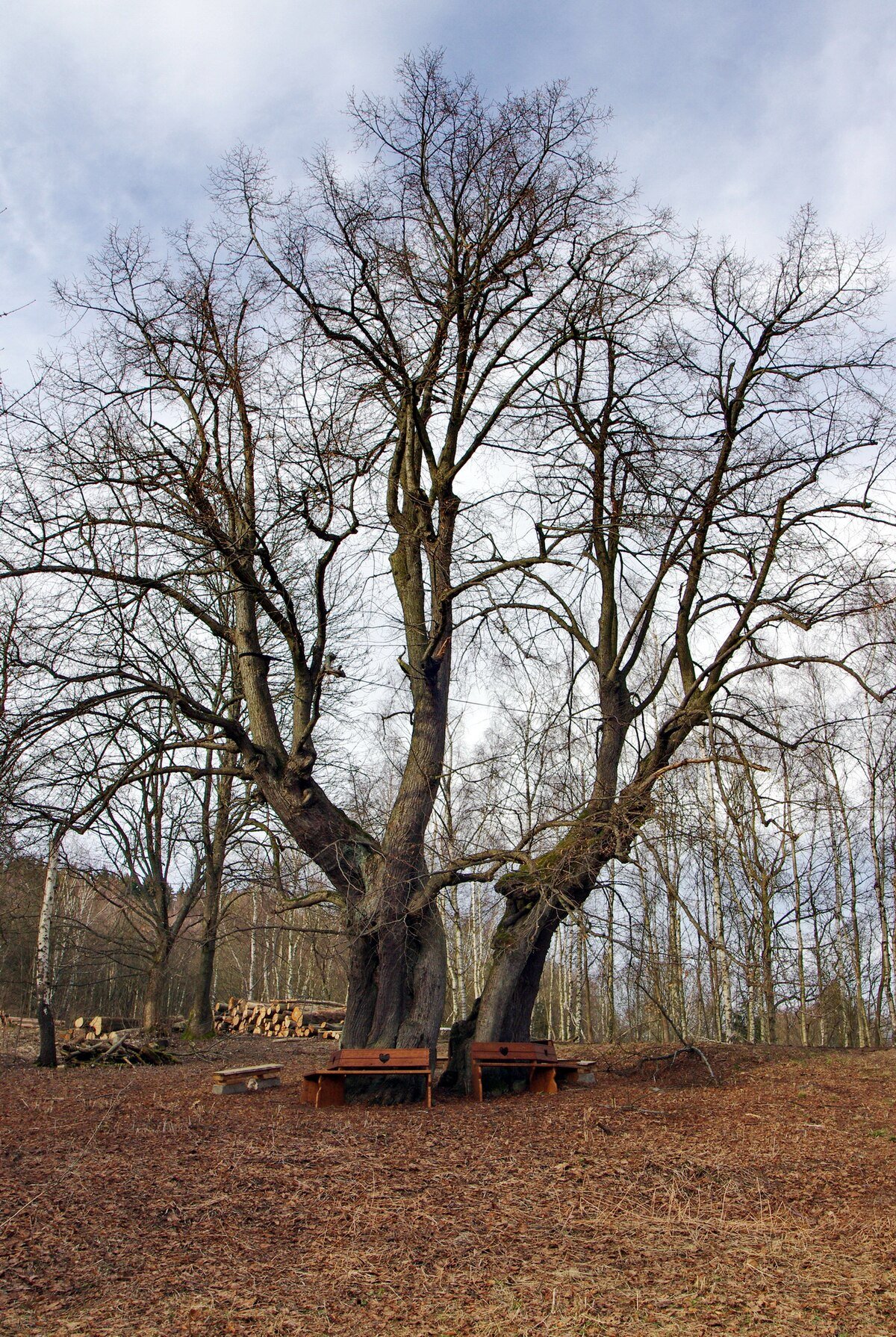 Dolní Popovská lípa