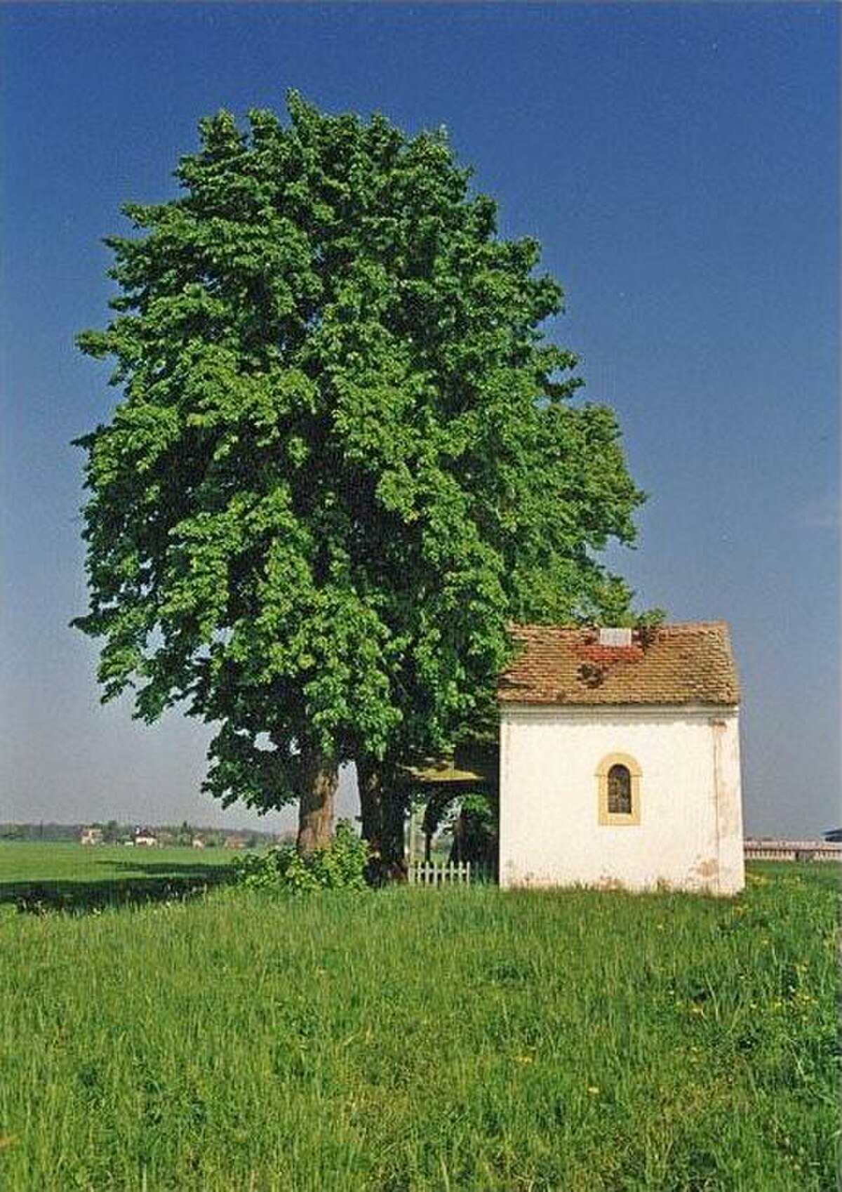 Panna Marie Lurdská